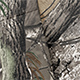 Northern Frontier Real Tree Camo Neosupreme Seat Covers
